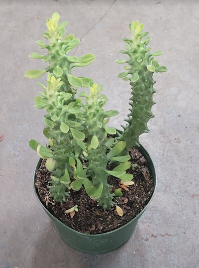 Euphorbia Guentherii